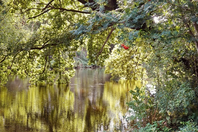 Лесное озеро на закатном солнце