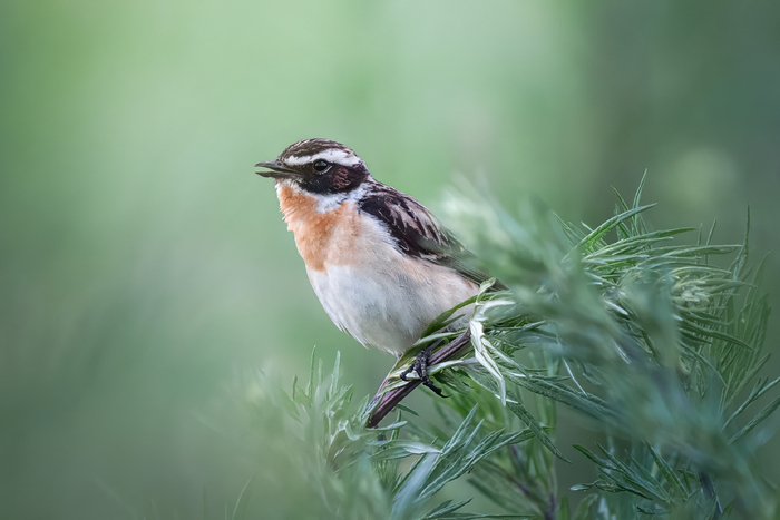 Луговой чекан на лугу.