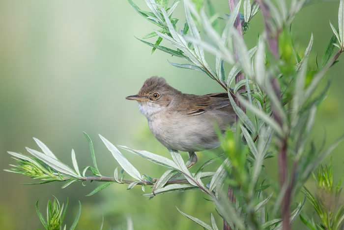 Серая славка осторожно выглядывает из травы.