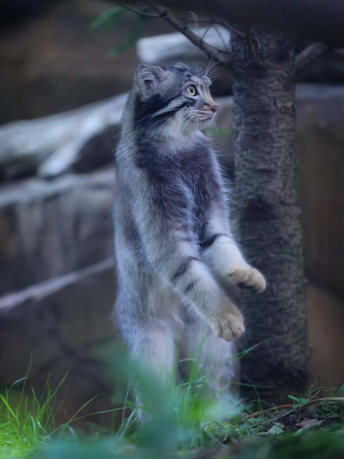 И как они ходят на двух лапах?