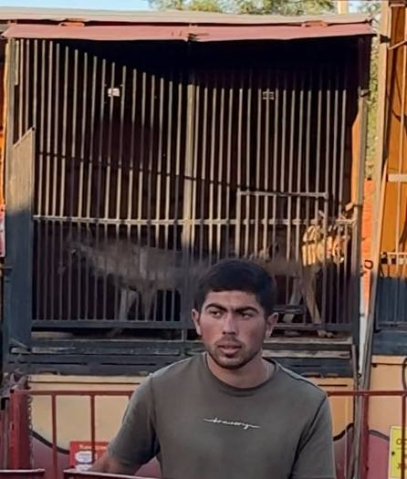 Канадские волки живут в таком вот вольере вдвоем. Им хочется подвигаться, поэтому они ходят на месте и пытаются хоть чем-то себя занять. В кадр попал сотрудник этого зоопарка. Извините за качество фото.