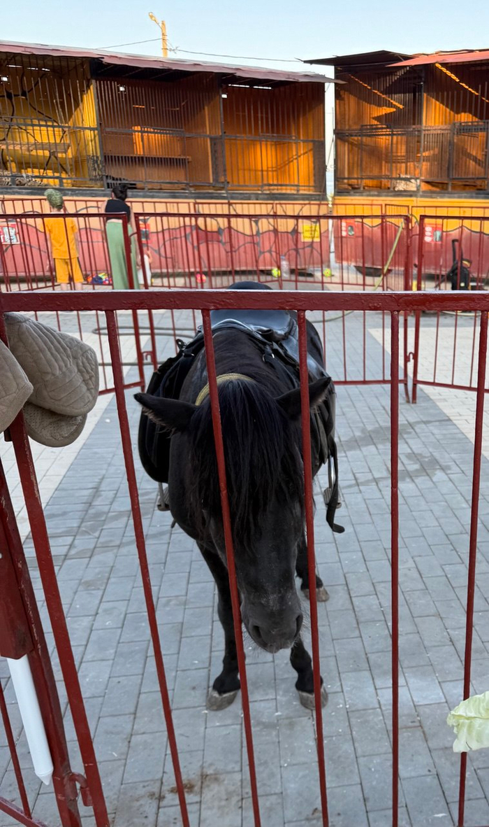 Пони живет в загоне посреди зоопарка. Воды и еды в клетке я также не увидел. Животное оттуда постоянно выводят, чтобы покатать детей по территории зоопарка. Выглядит очень уставшим. На фоне можете оценить размеры клеток, в которых содержатся пантера и рысь