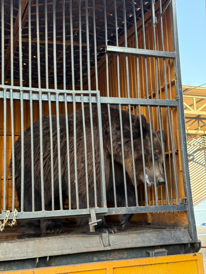 В таких условиях живет бедный бурый медведь. Маленькая клетка, отсутствие воды, сильнейшая жара, мухи. А у детей есть возможность подойти и просунуть руку в клетку. Рядом с ним живет гималайский в таких же условиях.