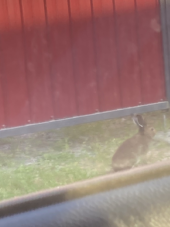 Это был маленький, невинный зайчик который спокойно прыгал около нашей машины