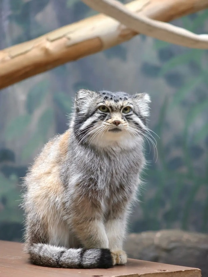 Ждёт вкусняшку