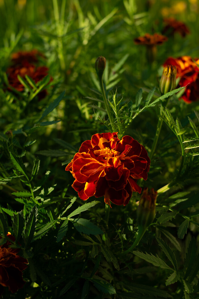 "". iso 100, f-2.8  .