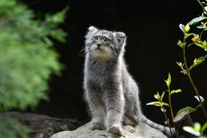 Выходит на охоту на жука, на павука