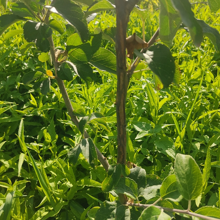 Заболела яблонька