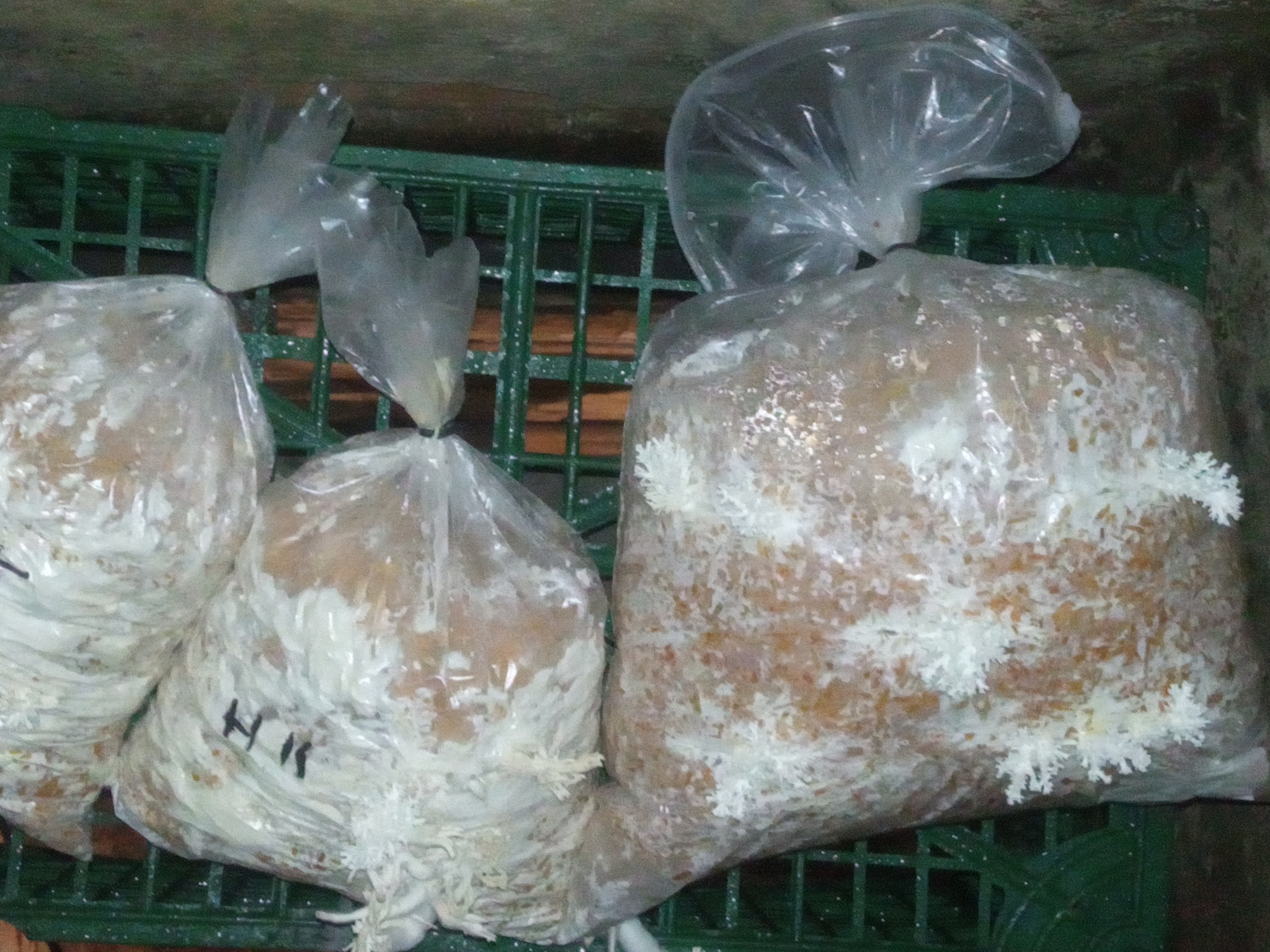 Trying out the pen. Growing oyster mushrooms in the garage - My, Mushrooms, Oyster mushroom, Garage, Cellar