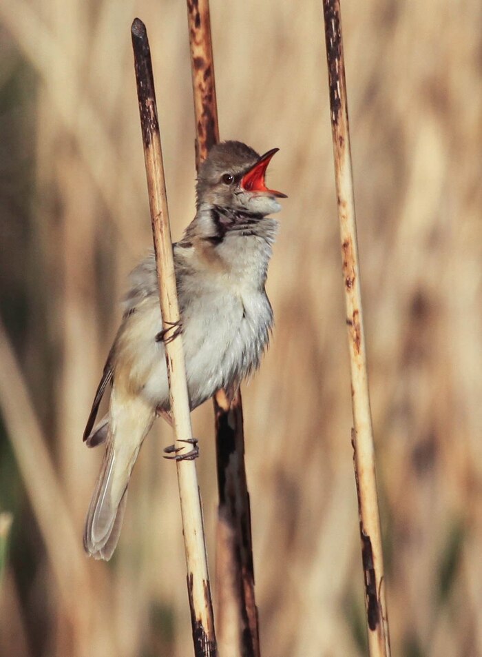   (Acrocephalus arundinaceus) , , , ,  , 