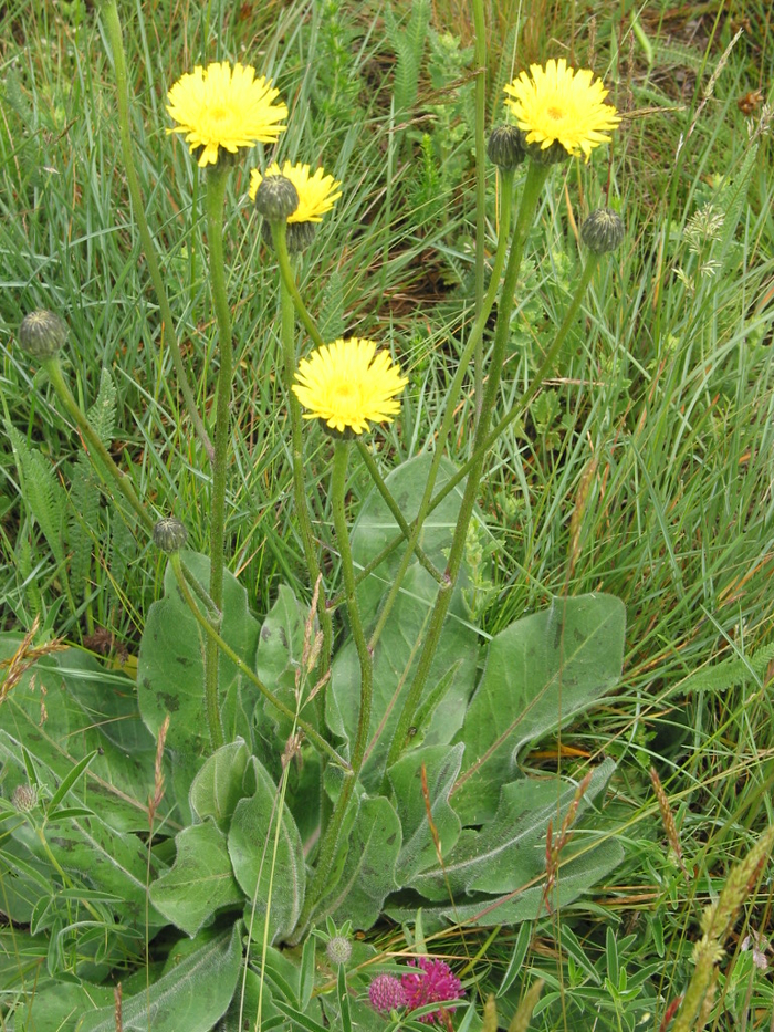 Хороший пазник, позитивный. С ним мы дружим!