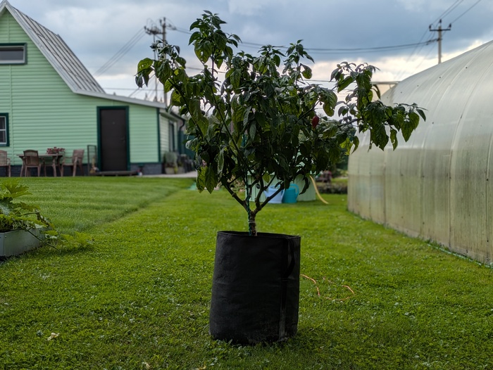 Carolina Reaper    , ,  ,  ,  , , , , ,  , 