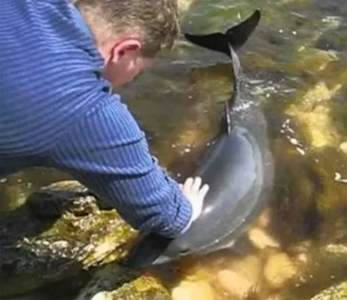 Что за мини-киты заплывают в русло Дона. Их регулярно видят в Ростове Дон, Река, Животные, Дикие животные, Водоем, Морская свинка, Яндекс Дзен, Яндекс Дзен (ссылка), Длиннопост Что за мини-киты заплывают в русло Дона. Их регулярно видят в Ростове Дон, Река, Животные, Дикие животные, Водоем, Морская свинка, Яндекс Дзен, Яндекс Дзен (ссылка), Длиннопост