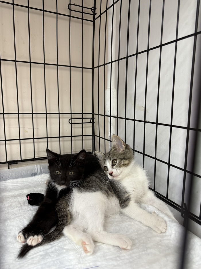 Пятнистая пристроена