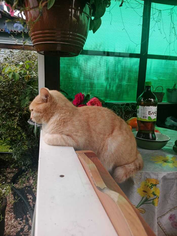  ...  MAX, 