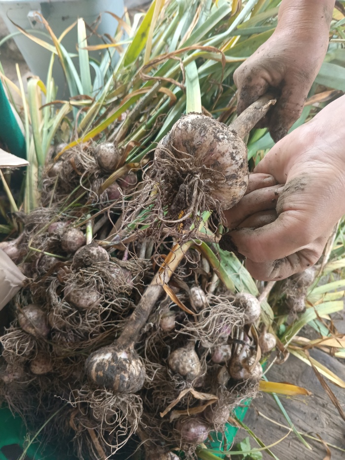 Домашний чеснок. Встречаются отдельные экземпляры размером с кулак.