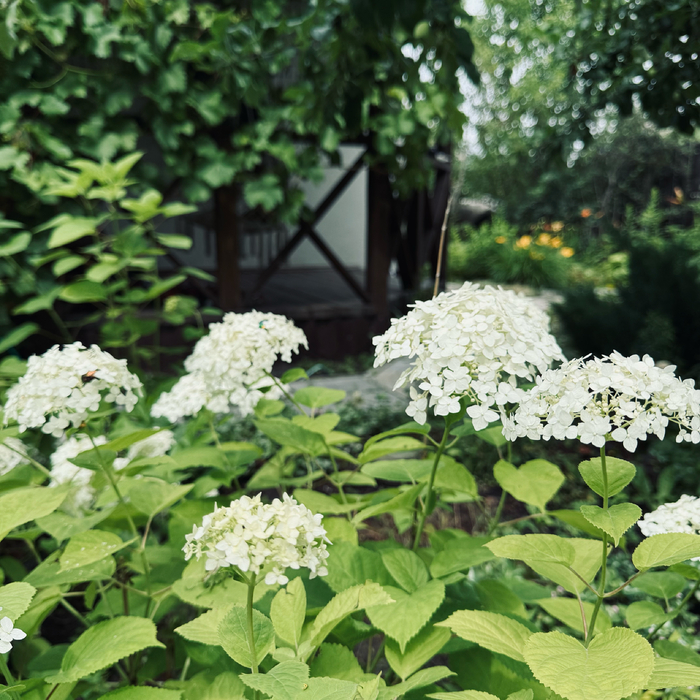 Кусты гортензии на фоне веранды