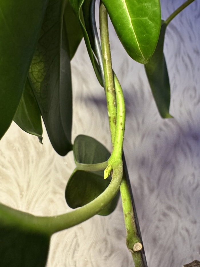 ��������� ��������