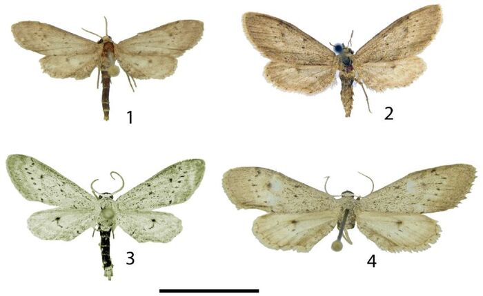 Бабочки-пяденицы: Eueupithecia cisplatensis (№1 – самец, №2 – самка), Eueupithecia vollonoides (№3 – самец, №4 – самка). Фото с сайта <!--noindex--><a href="https://pikabu.ru/story/parkinsoniya_shipovataya_13049114?u=http%3A%2F%2Fresearchgate.net&t=researchgate.net&h=1a9e9196ae6c0308fd050dc5a4ec6ec0b2ff7bb5" title="http://researchgate.net" target="_blank" rel="nofollow noopener">researchgate.net</a><!--/noindex-->