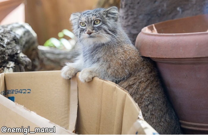 Оливочка прикидывает размеры коробки