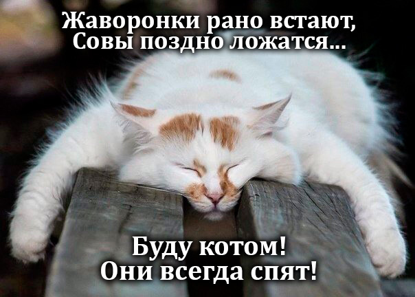    ,   , , , Telegram ()