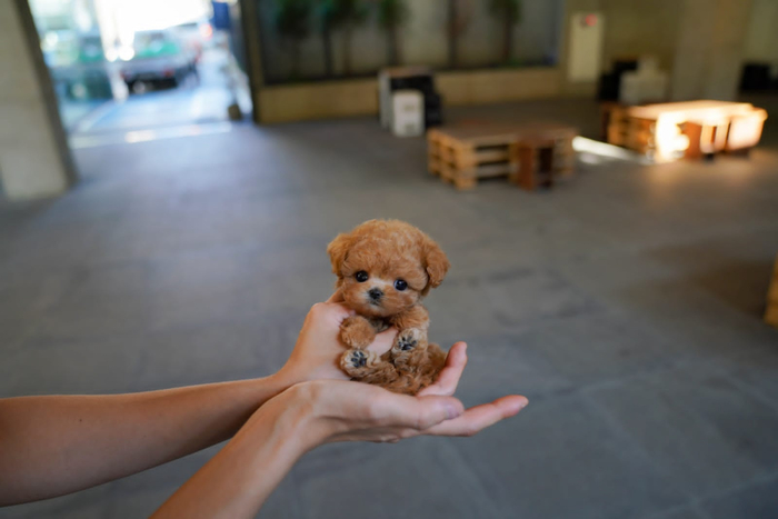 Название намекает, что собачки тикапы должны помещаться в кружку. Но зачем кому-то потребовалось выпить собаку?..