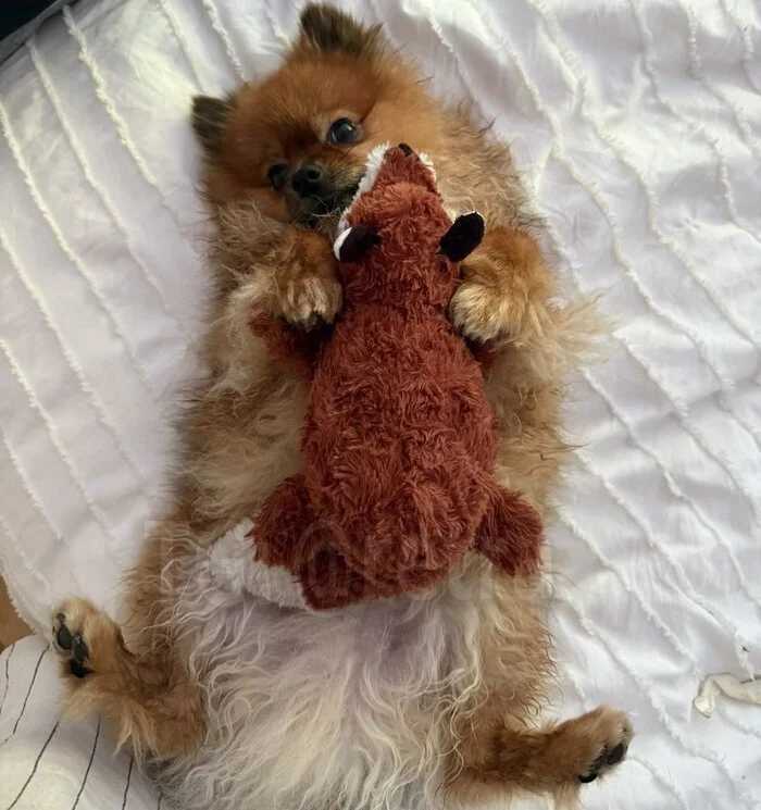 В Канаде медведь проник в дом, не зная, что там живёт самая опасная собака в мире — померанский шпиц Кросспостинг, Pikabu Publish Bot, Видео, Короткие видео, Медведи, Собака, Повтор В Канаде медведь проник в дом, не зная, что там живёт самая опасная собака в мире — померанский шпиц Кросспостинг, Pikabu Publish Bot, Видео, Короткие видео, Медведи, Собака, Повтор