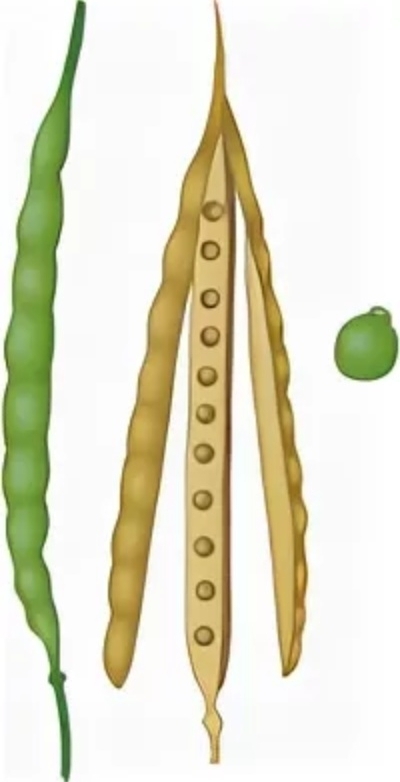     .    <!--noindex--><a href="https://pikabu.ru/story/struchki__plodyi_kapustyi_13056269?u=http%3A%2F%2Fbolshoyvopros.ru&t=bolshoyvopros.ru&h=c561cd2ee7702737c7ce7ab739fb3bd2d4c6c3b2" title="http://bolshoyvopros.ru" target="_blank" rel="nofollow noopener">bolshoyvopros.ru</a><!--/noindex-->.