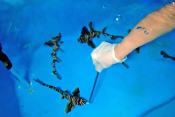 Акулята в Приморском океанариуме растут гурманами и едят прямо с рук