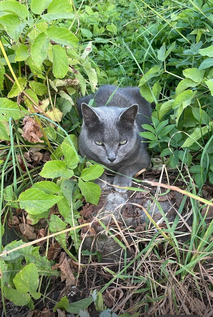 Красавица голубых кровей - Русская голубая, оказалась на улице в садоводстве. Кошка необыкновенно ласковая, умная