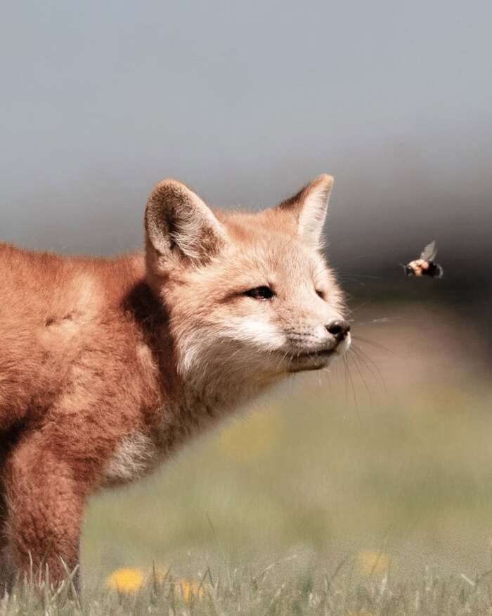 "Куснуть или не надо?" - подумал каждый