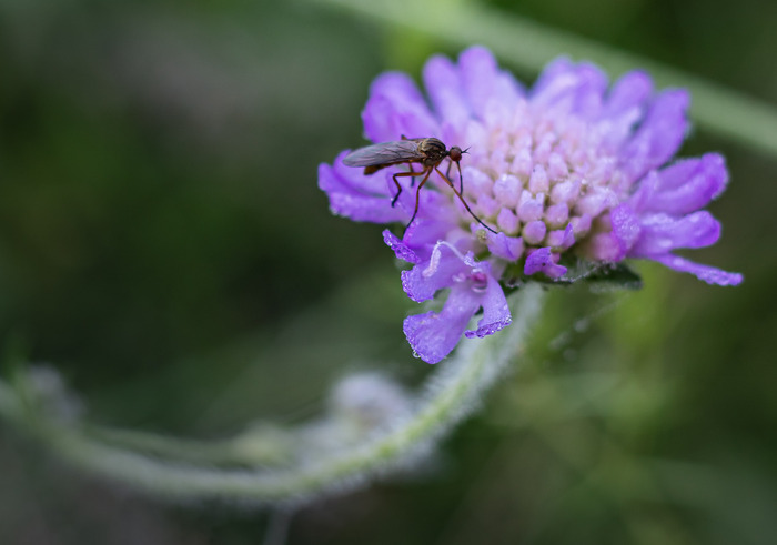 Микро-мир без дней недели, планов на выходные и встреч на следующей неделе. Только душистое сегодня. А завтра может вообще не наступить.
