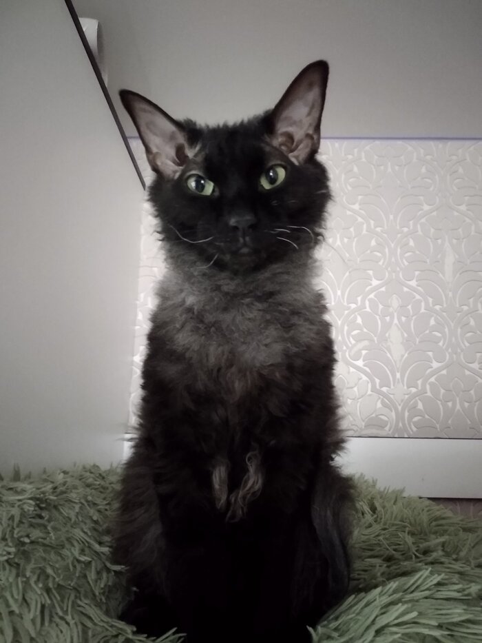 Не знаю зачем, но держите кудрявого)