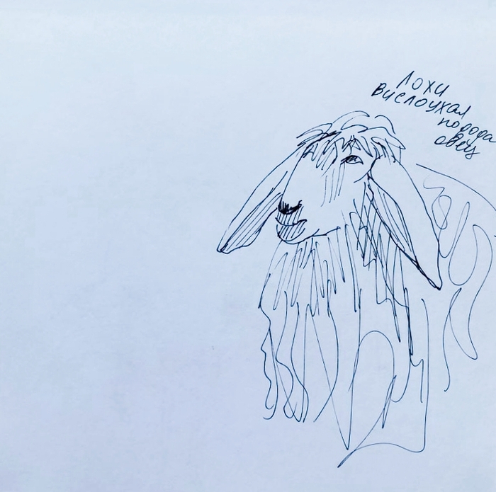 Вислоухая порода овец Лохи