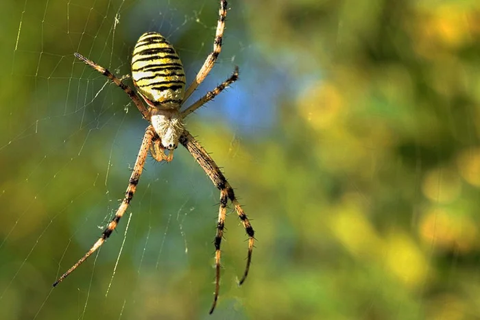 Паук-оса: самый страшный паук России, который знает как выжить после спаривания с женой В мире животных, Редкий вид, Животные, Биология, Паук, Членистоногие, Макросъемка, Дикая природа, Природа России, Длиннопост