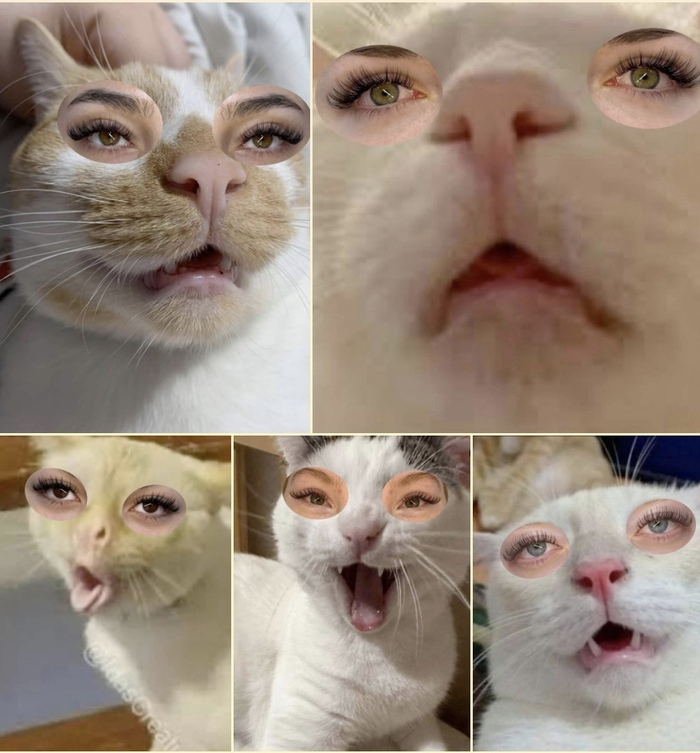 Мастер по наращиванию ресниц нашла способ показать свои работы, не выкладывая лица клиенток. Она превратила их в котиков