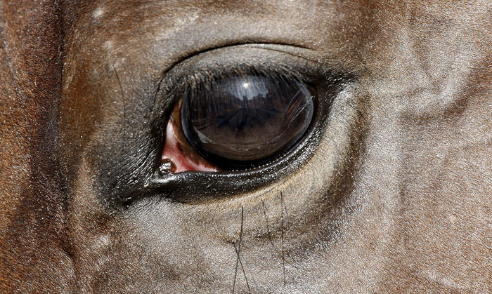Глаз венгерской скаковой лошади в Дунакежи, Венгрия.