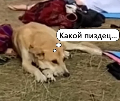 dv42w4kl.webp