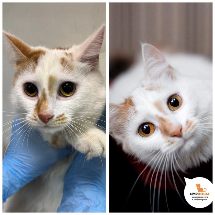 Котёнок Сечиль. 10 месяцев. С передержки.