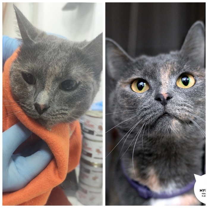 Кошка Мимикрия, 1 год. Найдена на улице