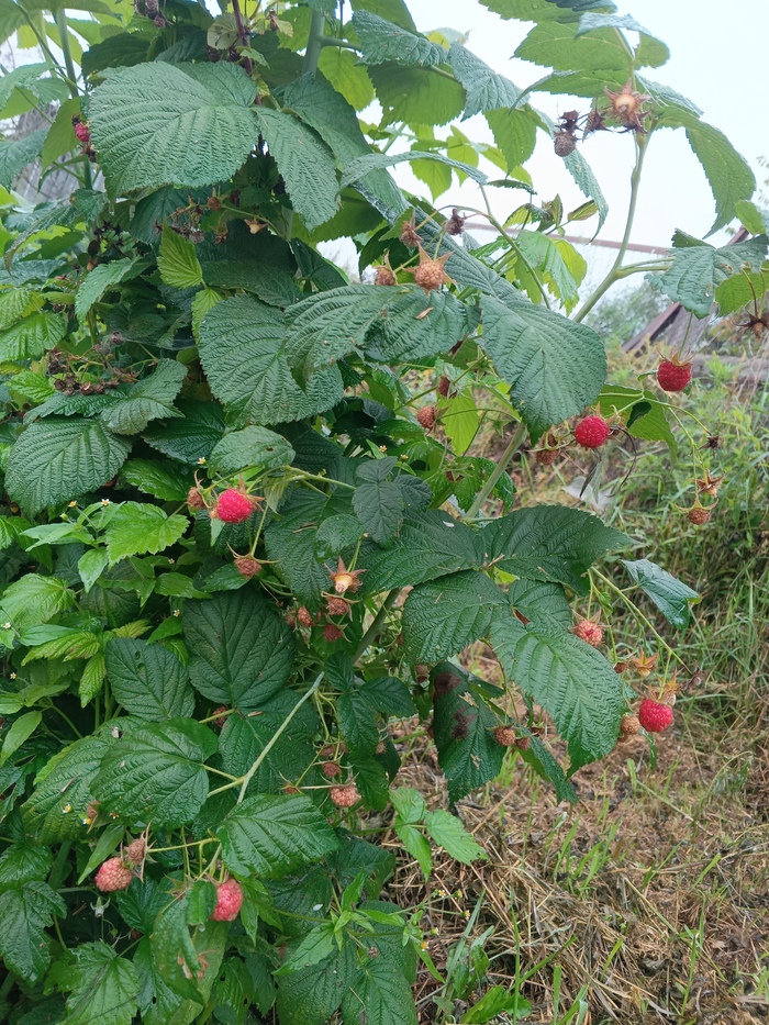 Завтрак с куста - что может быть лучше? 🤗