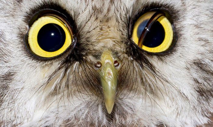 ����: ������ ������� ����