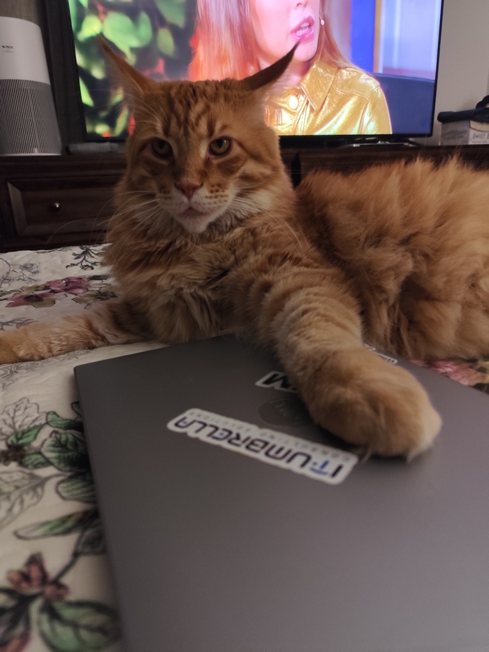 Бонифаций.Двуногий! Ты на сегодня работать закончил! Понял?!