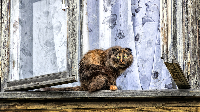 Плюшевая и окно