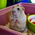 hamster.elisey