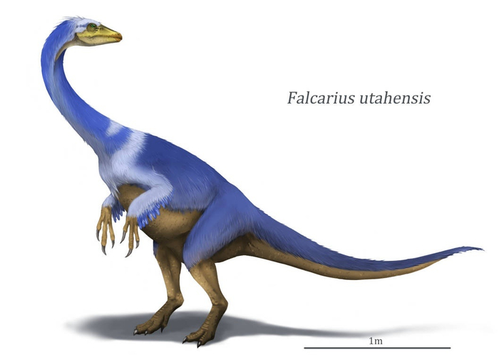 (Falcarius)         ,  , , ,  ,  ,   (), 