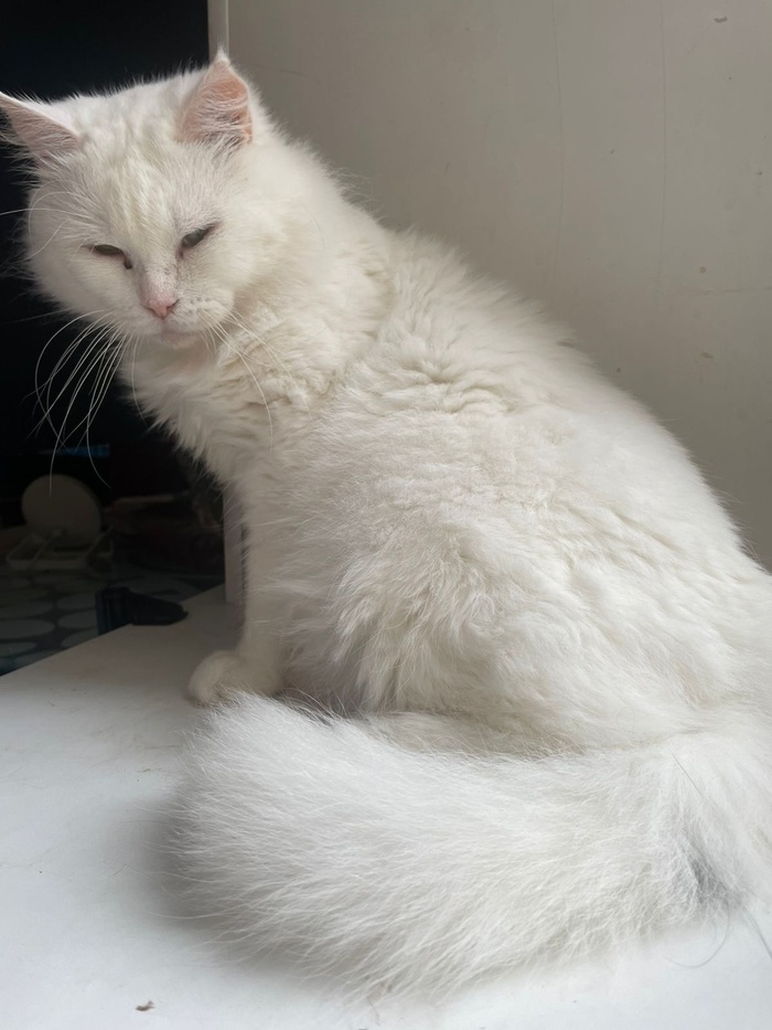 Белые кошки. Правда ли, что белые кошки на улице долго не живут?