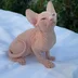 Canadian.Sphynx