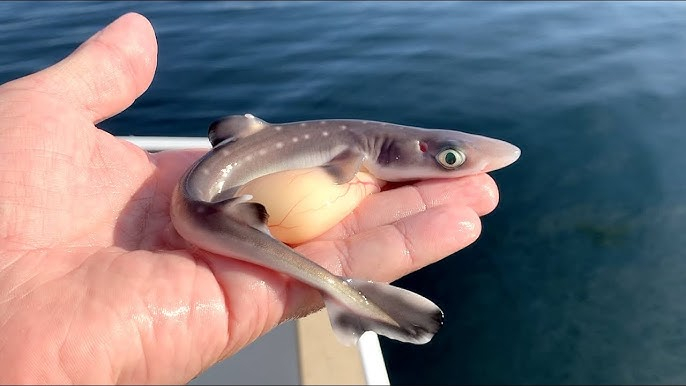 Новорождённый катранчик с желточным мешком — запасом пищи на несколько дней.