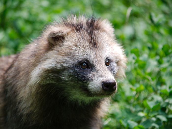 Как отличить енота от енотки? Взгляните на макушку и бакенбарды. Если шерсть на них топорщится в разные стороны, значит енотовидная собака. Если аккуратно сглажена — это енот. Полоскун привык к «модельной», а енотка выбирает «шегги»!